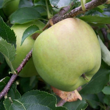 Apple Seeds – Crispin