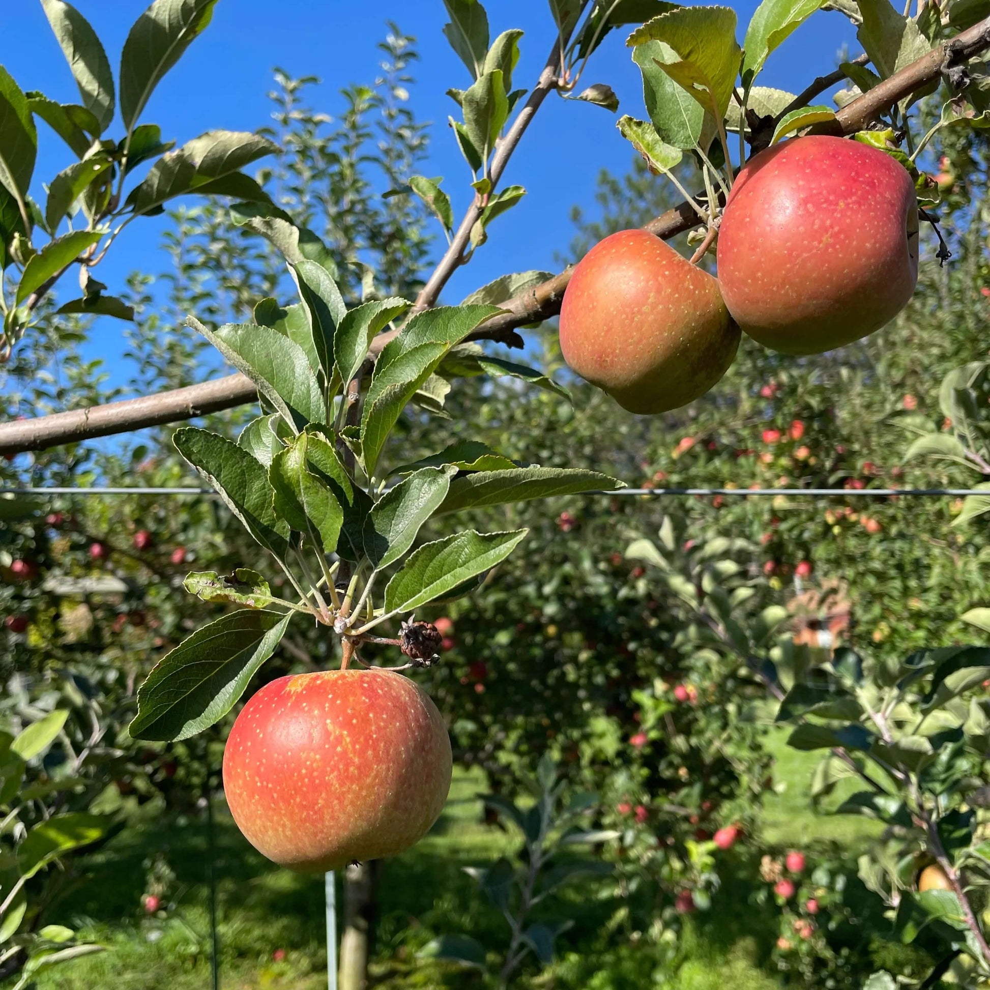 Apple Seeds – Esopus Spitzenburg