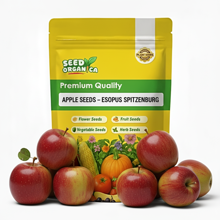 Apple Seeds – Esopus Spitzenburg