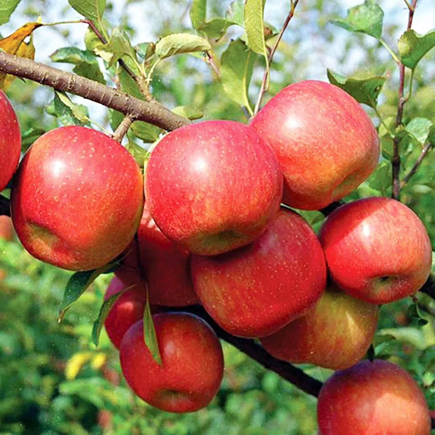 Apple Seeds – Fuji
