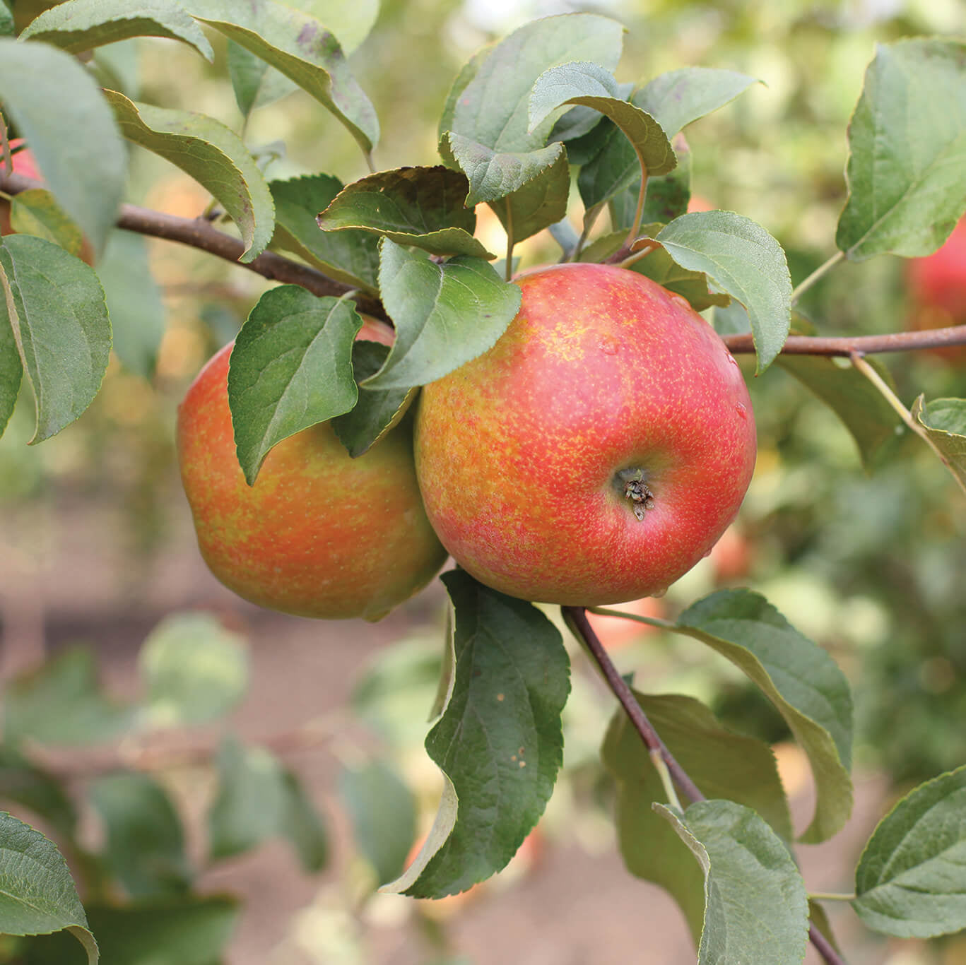 Apple Seeds – Honeycrisp