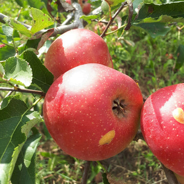Apple Seeds – Jonagold