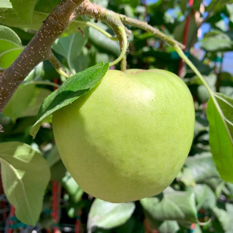 Apple Seeds – Light Green