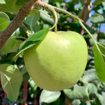 Apple Seeds – Light Green