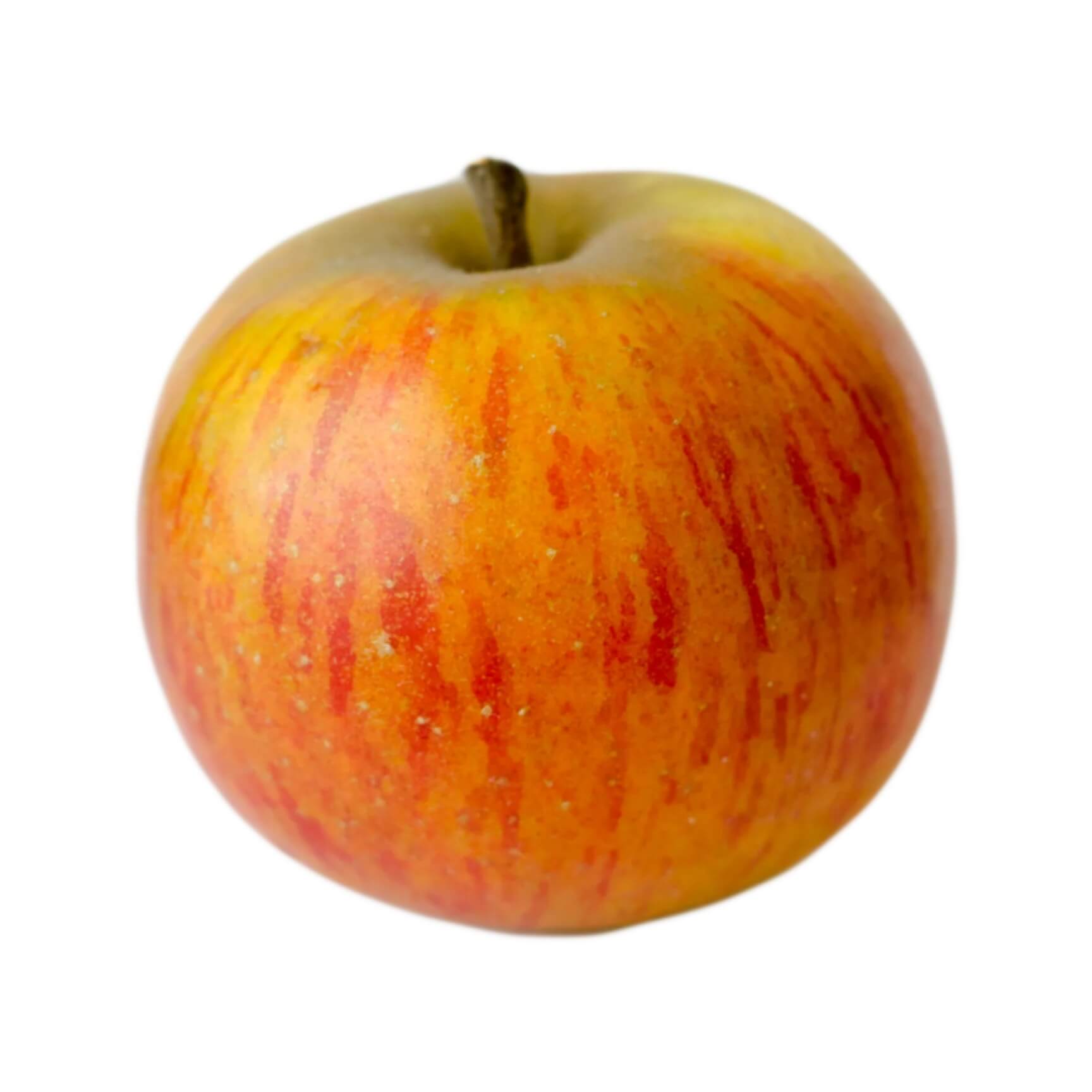 Apple Seeds – Orange