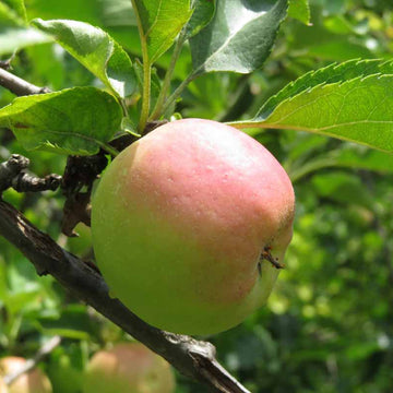 Apple Seeds – Pink and Green