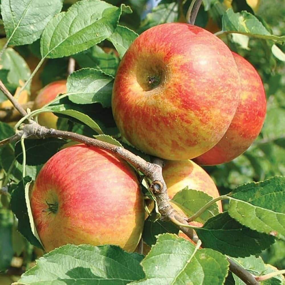 Apple Seeds – Pink and Yellow
