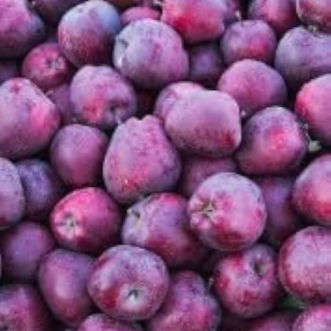 Apple Seeds – Purple