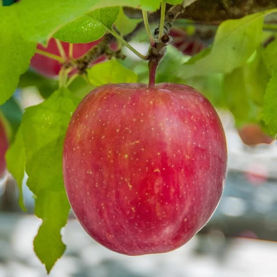Apple Seeds – Red