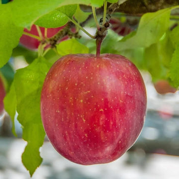 Apple Seeds – Red