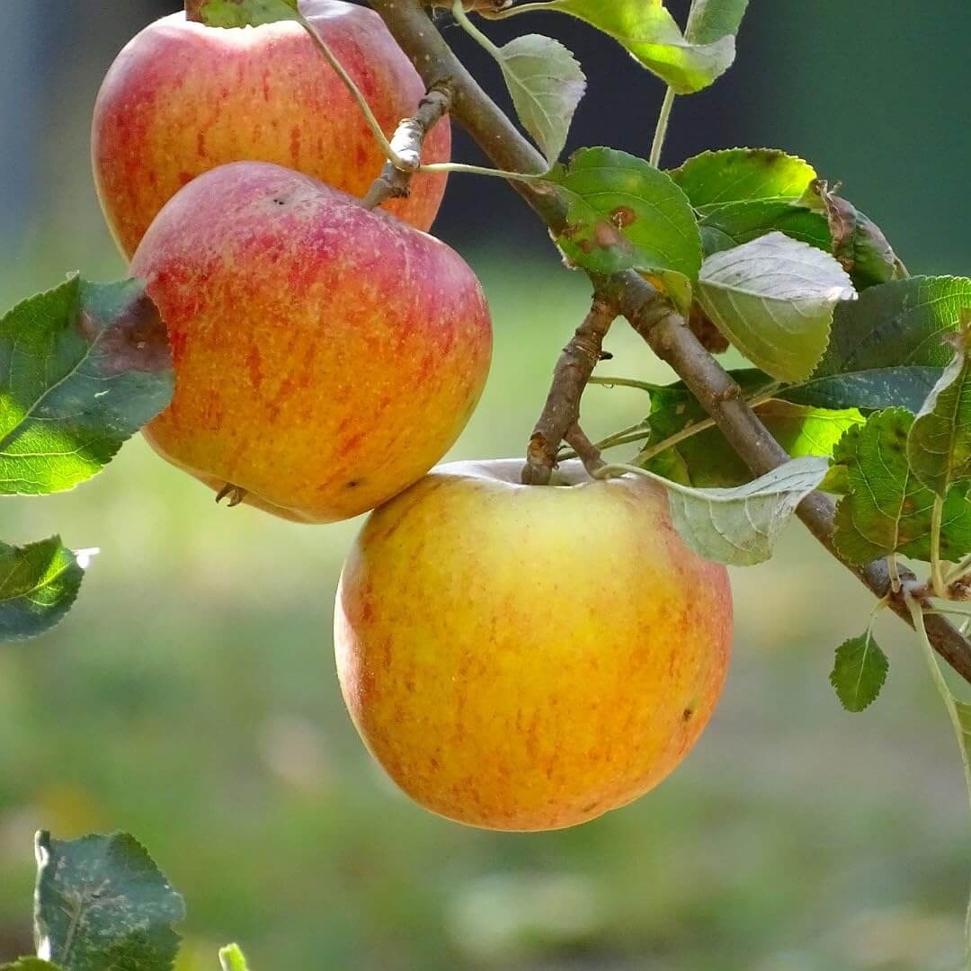 Apple Seeds – Red and Yellow