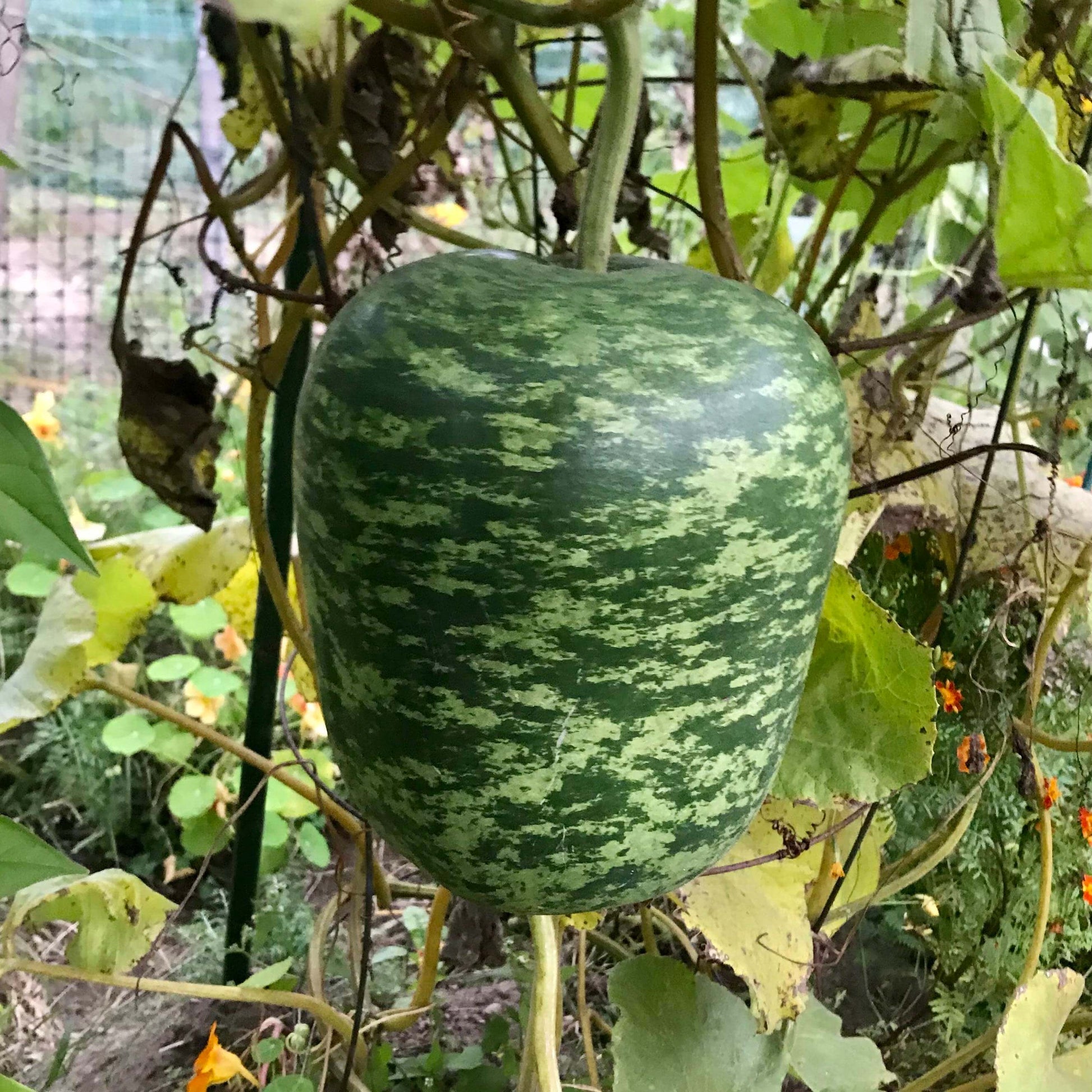 Apple Seeds – Speckled