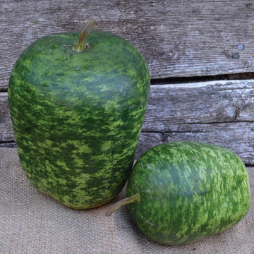 Apple Seeds – Speckled