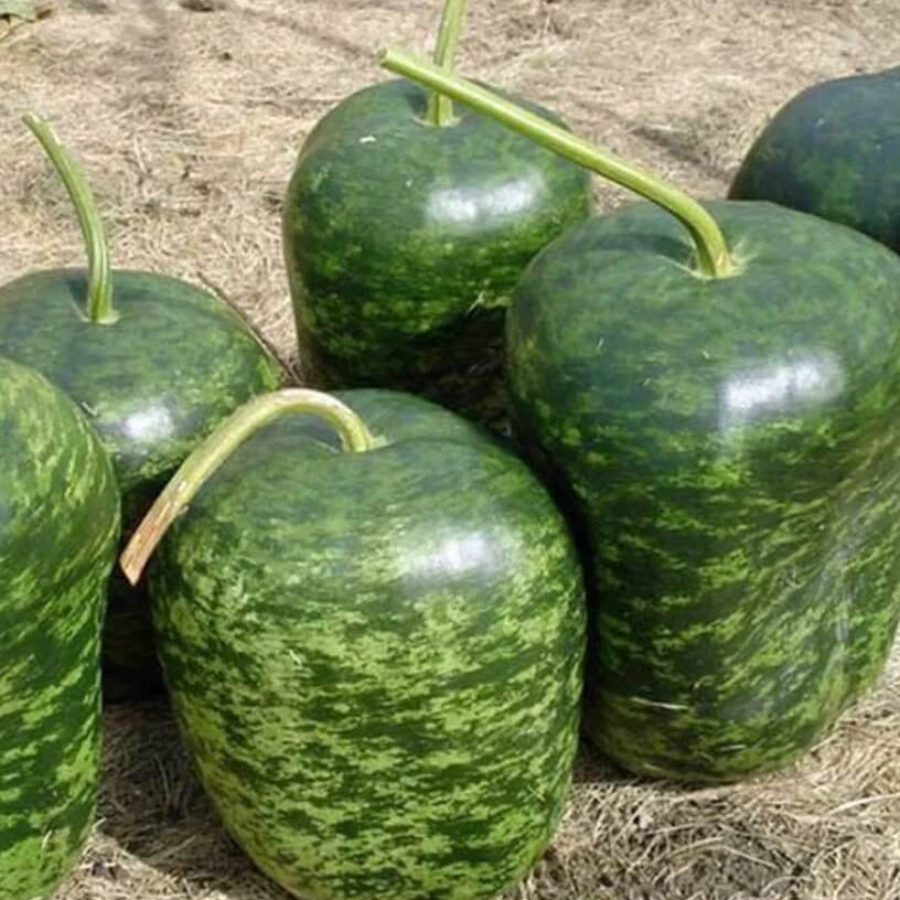 Apple Seeds – Speckled