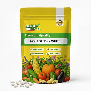 Apple Seeds – White