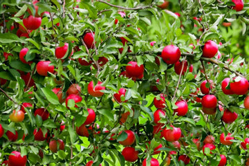 Apple Tree Seeds – Dwarf
