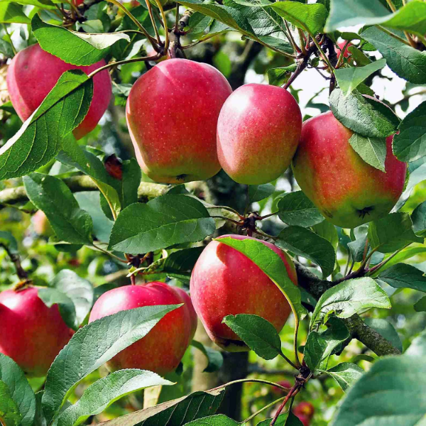 Apple Tree Seeds – Dwarf
