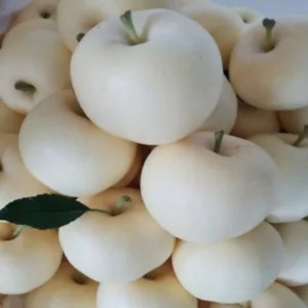 Apple Seeds – White