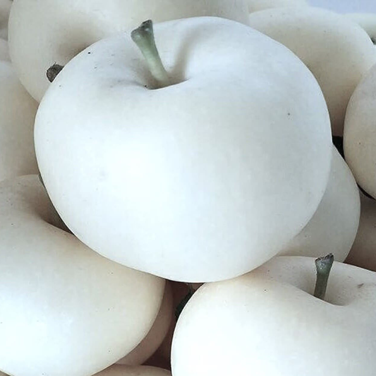 Apple Seeds – White