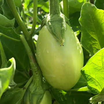 Applegreen Eggplant Seeds - Vegetable Plant