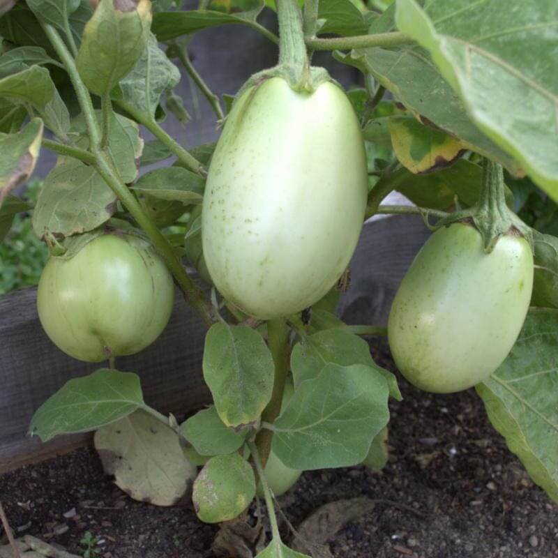 Applegreen Eggplant Seeds - Vegetable Plant
