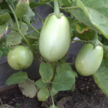 Applegreen Eggplant Seeds - Vegetable Plant