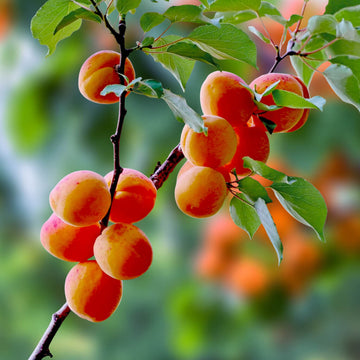 Apricot Apricot Seeds – Fruit Plant