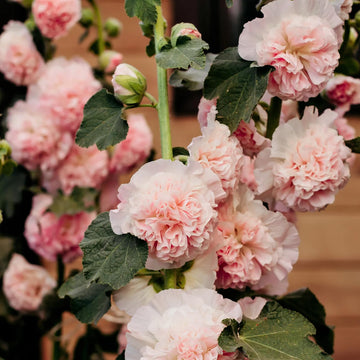 Apricot Peach Parfait Seeds
