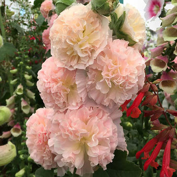 Apricot Peach Parfait Seeds
