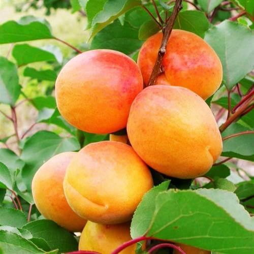 Apricot Seeds – Prunus armeniaca