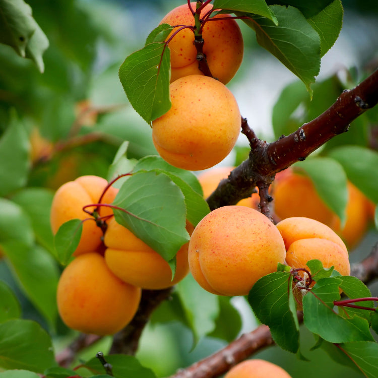 Apricot Seeds – Prunus armeniaca