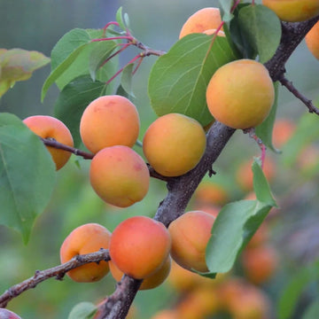 Apricot Seeds – Manchurian
