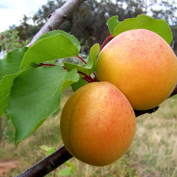 Apricot Seeds – Prunus armeniaca