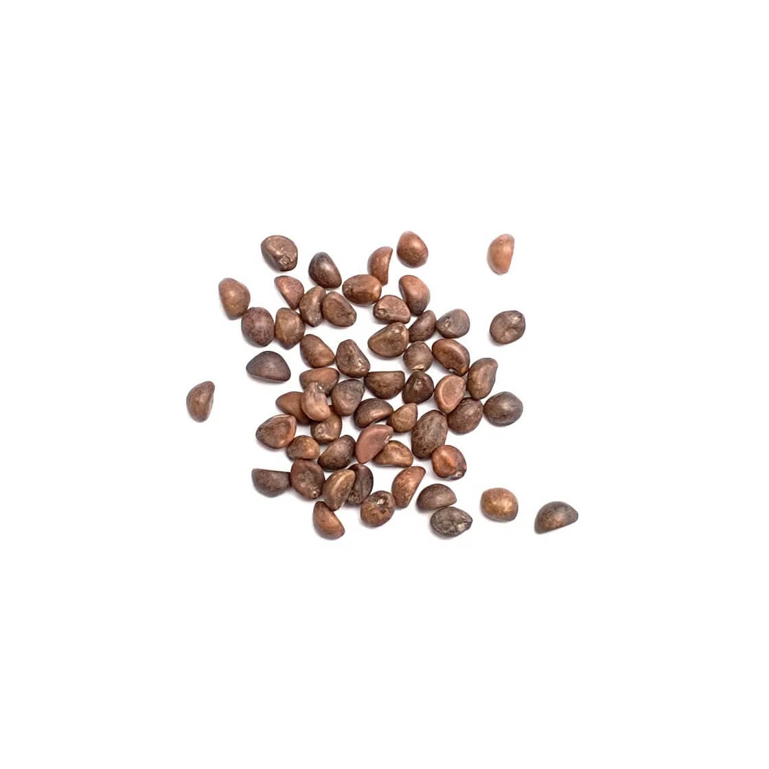 Aquatic Seeds