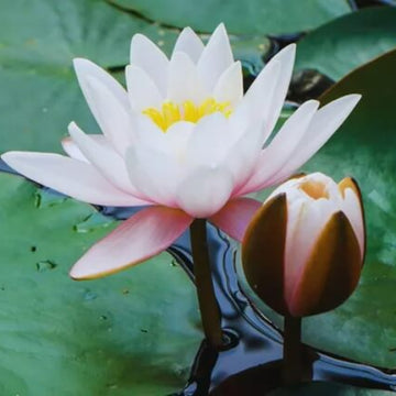 Aquatic Seeds