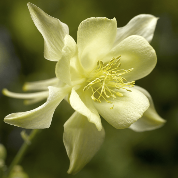 Aquilegia Seeds – Bright Yellow
