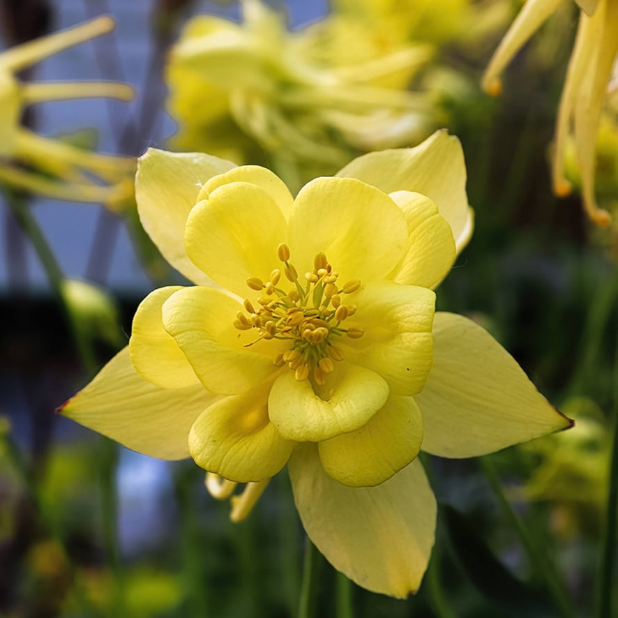 Aquilegia Seeds – Bright Yellow
