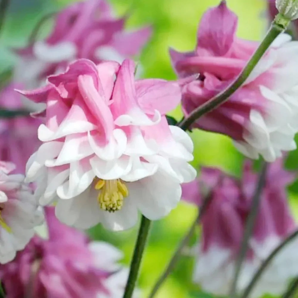 Aquilegia Seeds – Pink Petticoat
