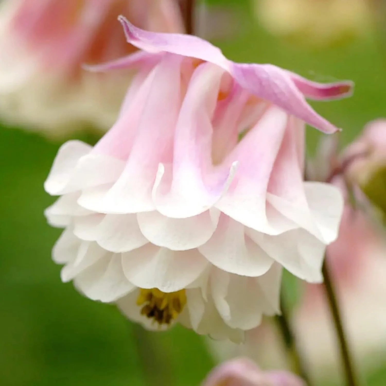 Aquilegia Seeds – Pink Petticoat
