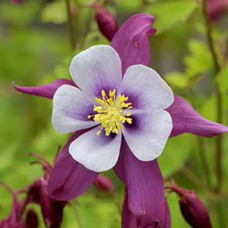 Aquilegia Seeds – Wildflower Mix, Heirloom
