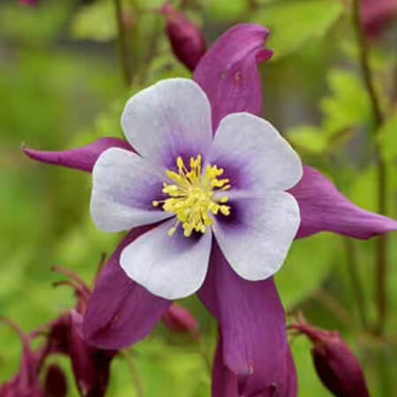 Aquilegia Seeds – Wildflower Mix, Heirloom
