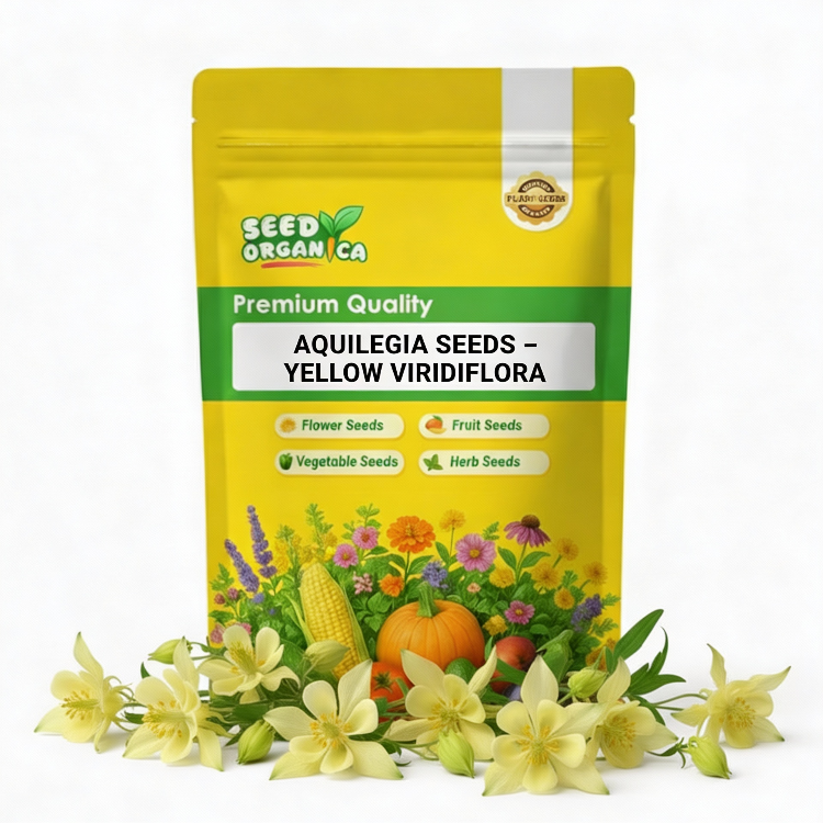 Aquilegia Seeds – Yellow Viridiflora