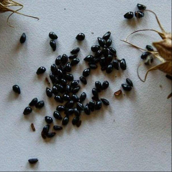 Aquilegia Vulgaris Columbine Seeds