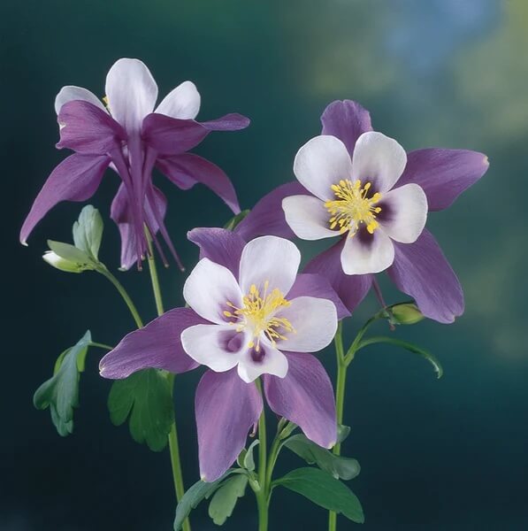 Aquilegia Seeds – Wildflower Mix, Heirloom
