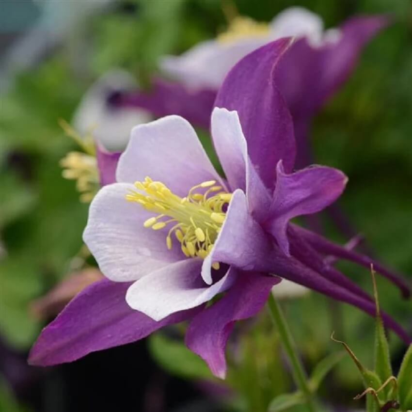 Aquilegia Seeds – Wildflower Mix, Heirloom
