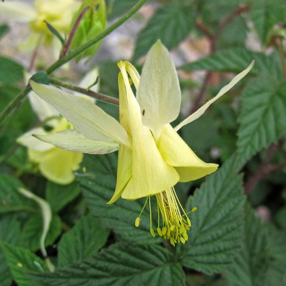 Aquilegia Seeds – Yellow Viridiflora
