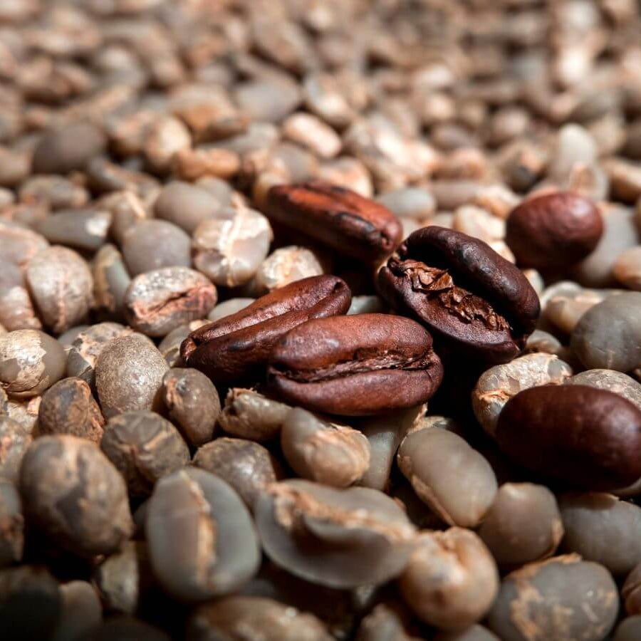 Arabian Coffee Seeds