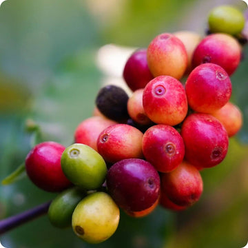 Arabian Coffee Seeds - Fruit Plant