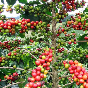 Arabian Coffee Seeds - Fruit Plant