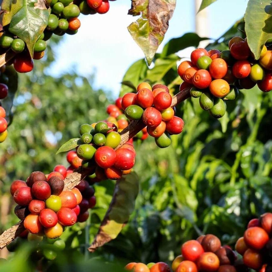 Arabian Coffee Seeds - Fruit Plant